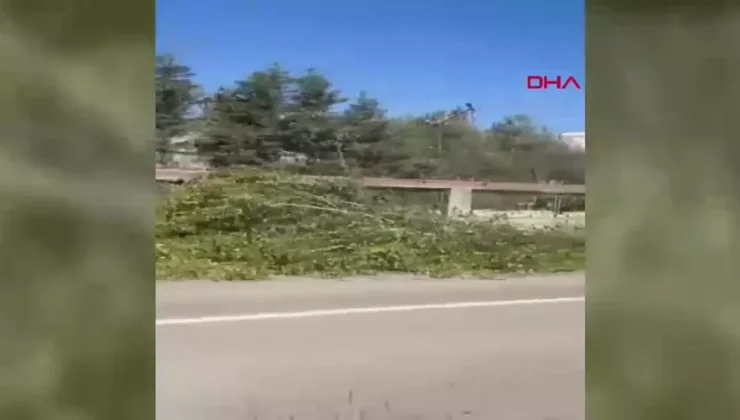 Bartın’da Ağaç Kesimi Sırasında Kaza: Bir Kişi Hayatını Kaybetti